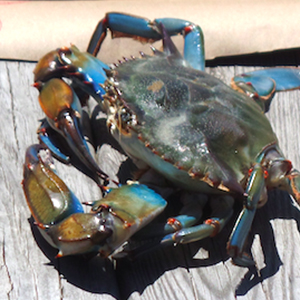 Blue Crab Solomons (Photo: Courtesy Renee Gordon)