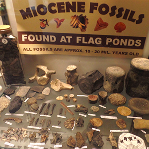Flag Ponds Fossilhunting