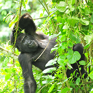 Mountain Gorilla trekking in Uganda’s Bwindi Impenetrable National Park is one of the world’s top wildlife experiences.